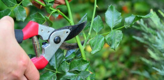 Unleash the Full Potential of Your Garden: 6 Must-Prune Plants for a Splendid Summer