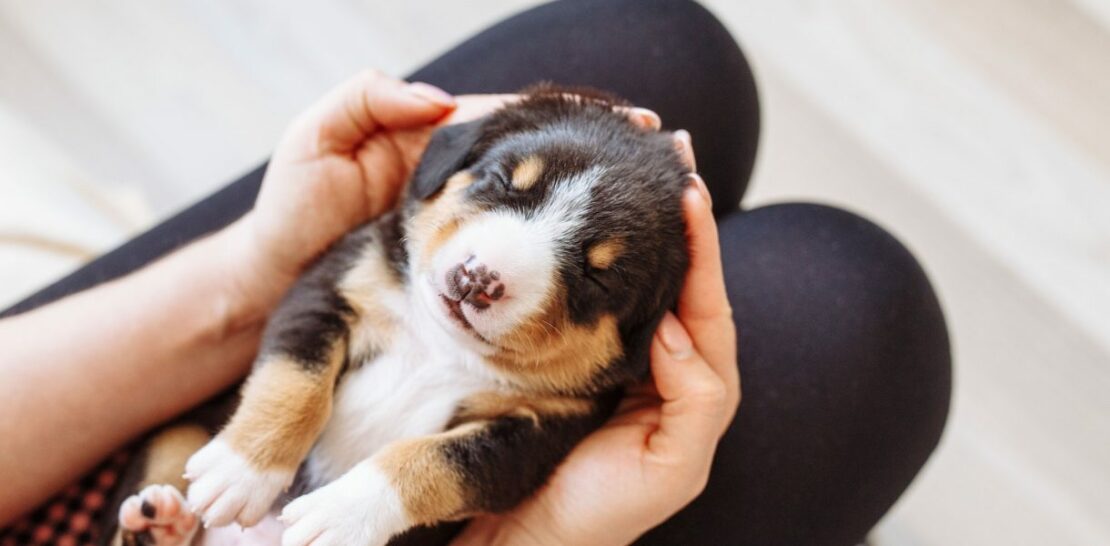 Unleash Your Imagination: 20 Unique and Original Dog Names Starting with U