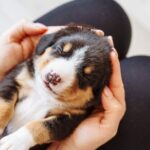 Unleash Your Imagination: 20 Unique and Original Dog Names Starting with U
