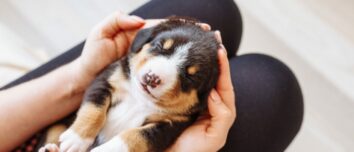 Unleash Your Imagination: 20 Unique and Original Dog Names Starting with U