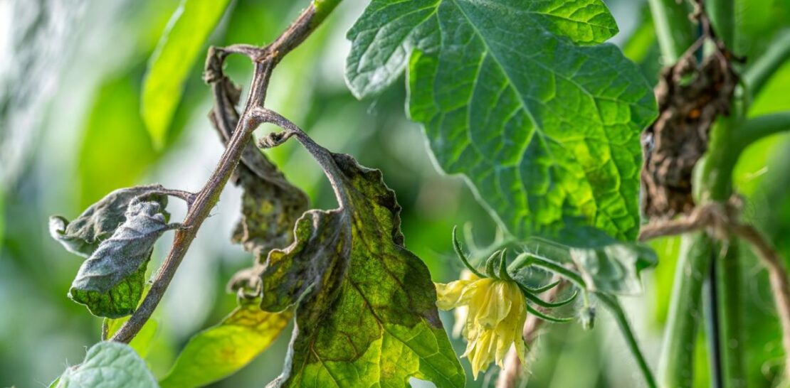 Mildew-Proof Your Tomatoes: Strong and Healthy Leaves for a Bountiful Harvest
