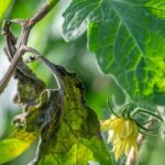 Mildew-Proof Your Tomatoes: Strong and Healthy Leaves for a Bountiful Harvest