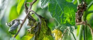 Mildew-Proof Your Tomatoes: Strong and Healthy Leaves for a Bountiful Harvest