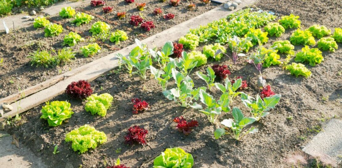 Unlocking the Secrets to a Bountiful Vegetable Garden: Expert Tips for Success This Year