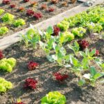 Unlocking the Secrets to a Bountiful Vegetable Garden: Expert Tips for Success This Year