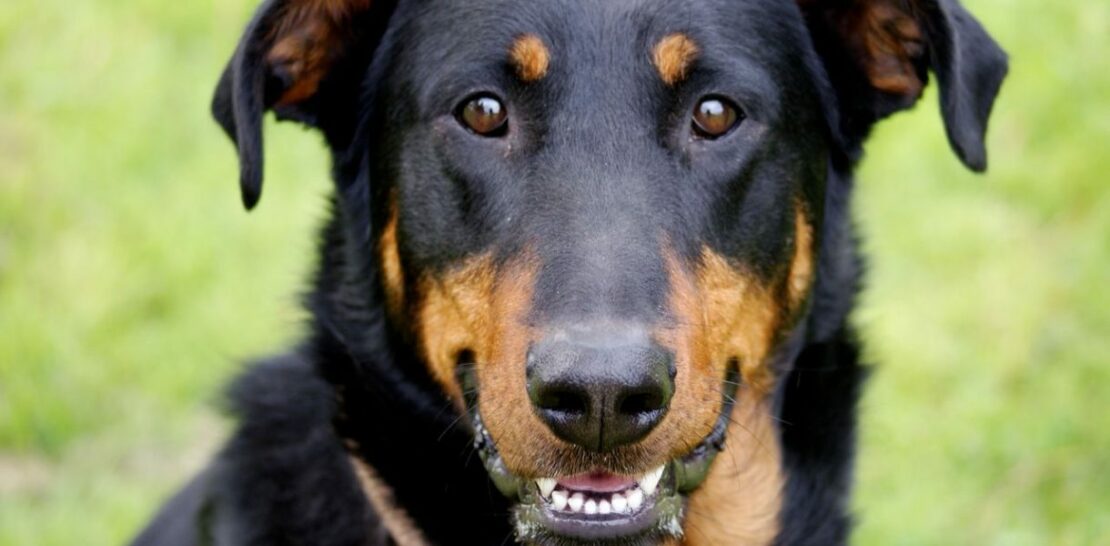 Decoding the Beauceron Dog Breed: Unraveling the Traits, Health, Diet, and Cost