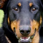 Decoding the Beauceron Dog Breed: Unraveling the Traits, Health, Diet, and Cost