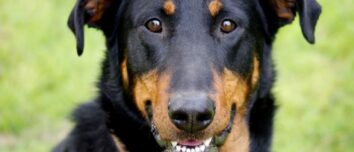Decoding the Beauceron Dog Breed: Unraveling the Traits, Health, Diet, and Cost