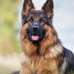Unleashing the German Shepherd: The Ultimate Guide to Character, Health, Education, and More