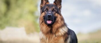 Unleashing the German Shepherd: The Ultimate Guide to Character, Health, Education, and More