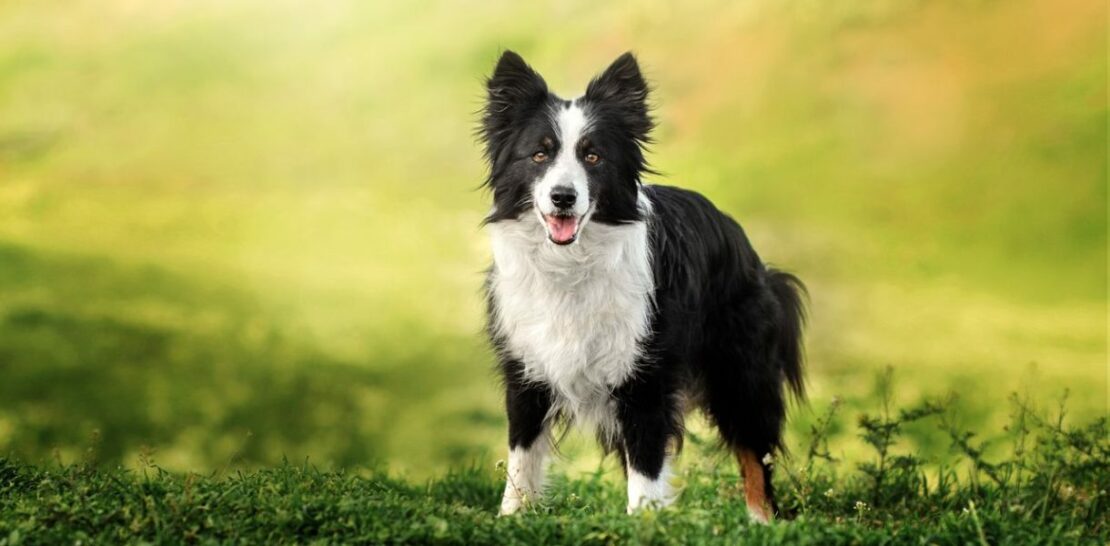 Discover the Top 10 Marvelous Medium-Sized Dog Breeds: Paws-itively Perfect Companions for Every Household