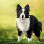 Discover the Top 10 Marvelous Medium-Sized Dog Breeds: Paws-itively Perfect Companions for Every Household