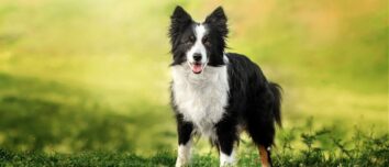 Discover the Top 10 Marvelous Medium-Sized Dog Breeds: Paws-itively Perfect Companions for Every Household