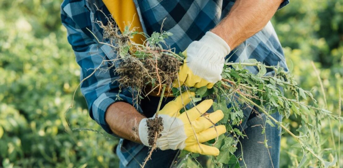 Master the Art of Garden Warfare: 5 Expert Tips to Defeat Weeds for Good