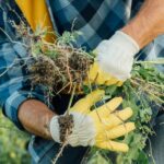 Master the Art of Garden Warfare: 5 Expert Tips to Defeat Weeds for Good