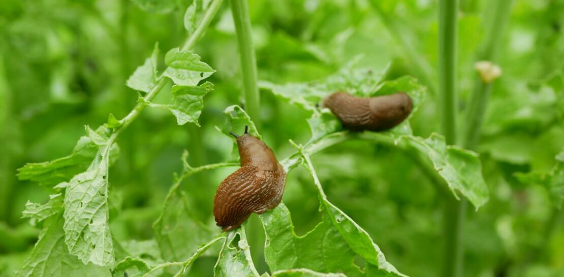 5 Natural Tricks to Keep Slugs Out of Your Garden: Unleash the Power of Nature