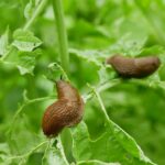 5 Natural Tricks to Keep Slugs Out of Your Garden: Unleash the Power of Nature