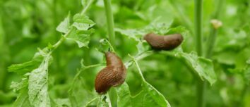 5 Natural Tricks to Keep Slugs Out of Your Garden: Unleash the Power of Nature
