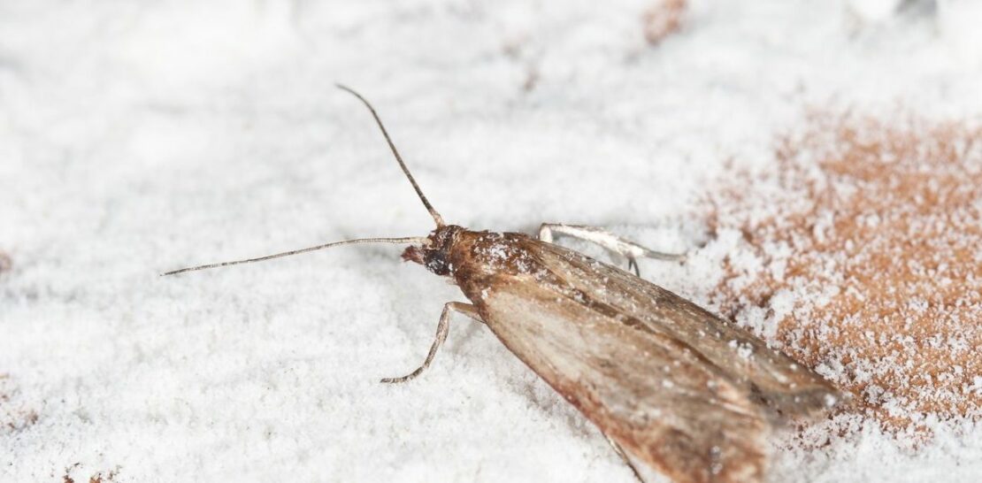 Food Moths Be Gone: 20 Expert Tips to Eliminate Them from Your Home