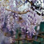 Revolutionize Your Garden Aesthetics with These 7 Swiftly Flourishing Climbers