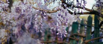 Revolutionize Your Garden Aesthetics with These 7 Swiftly Flourishing Climbers