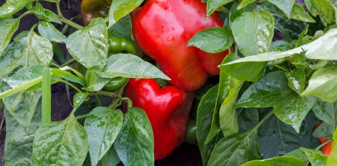 Unleashing the Spice of Life: A Comprehensive Guide to Growing a Bountiful Harvest of Peppers