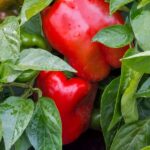 Unleashing the Spice of Life: A Comprehensive Guide to Growing a Bountiful Harvest of Peppers