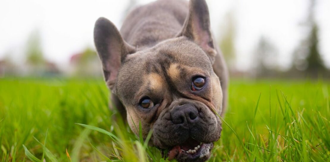 Grass-Grazing Canines: Unlocking the Mystery Behind Your Dog's Greenery Consumption