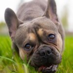 Grass-Grazing Canines: Unlocking the Mystery Behind Your Dog's Greenery Consumption