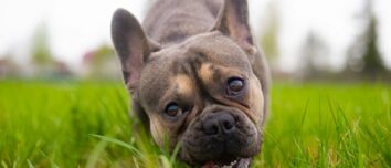 Grass-Grazing Canines: Unlocking the Mystery Behind Your Dog's Greenery Consumption