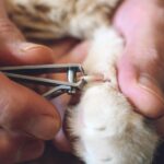 The Ultimate Guide to Stress-Free Cat Claw Trimming: Simplified Steps for Feline Bliss
