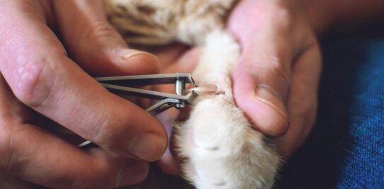 The Ultimate Guide to Stress-Free Cat Claw Trimming: Simplified Steps for Feline Bliss