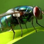 The Astonishing Power of a Paper Sheet Tip to Ward Off Pesky Flies: Your Ultimate Guide