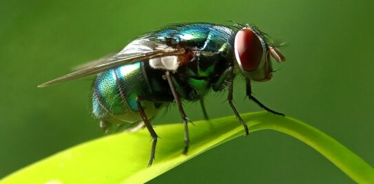 The Astonishing Power of a Paper Sheet Tip to Ward Off Pesky Flies: Your Ultimate Guide