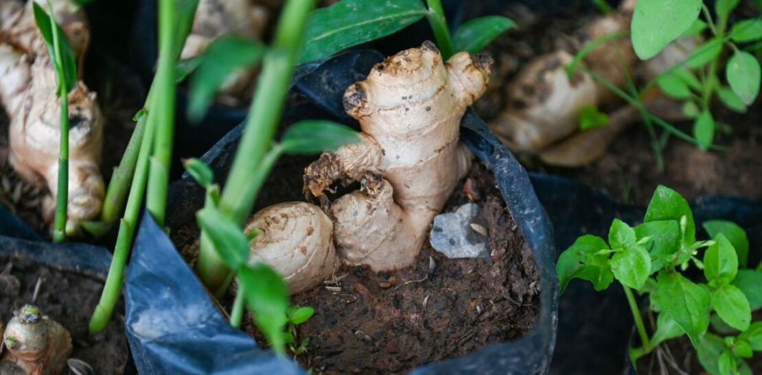 Grow Ginger in a Pot: A Comprehensive Guide to Aromatic Bliss at Your Fingertips