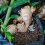 Grow Ginger in a Pot: A Comprehensive Guide to Aromatic Bliss at Your Fingertips