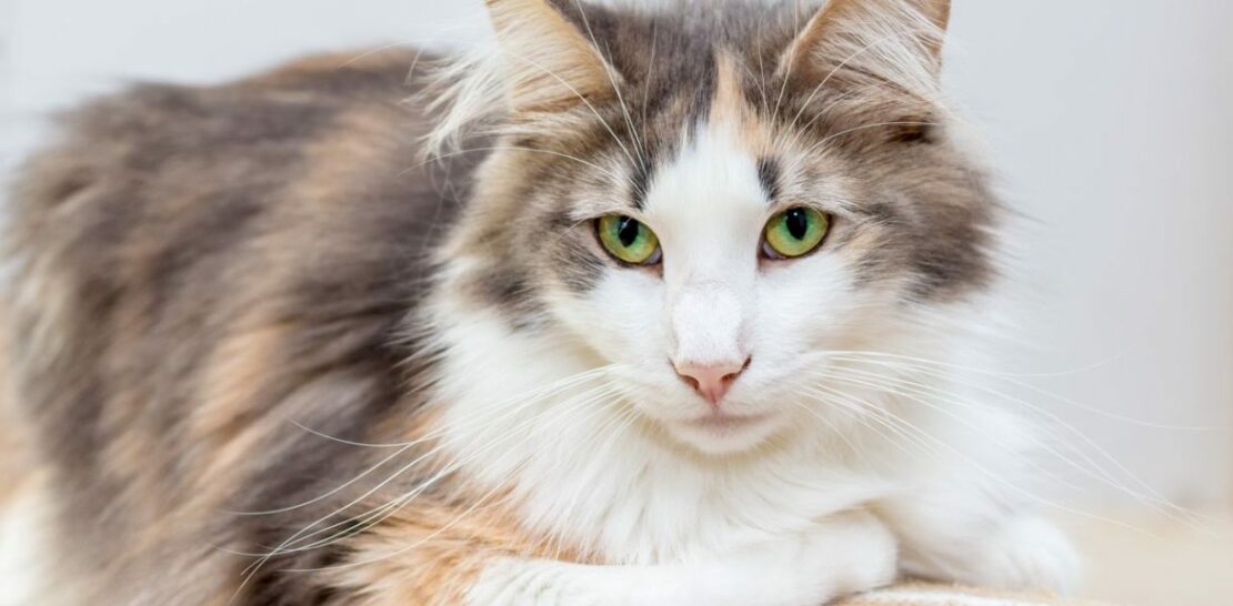 The Majestic Norwegian Forest Cat: The Complete Guide to the Enchanting Feline of the North