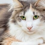 The Majestic Norwegian Forest Cat: The Complete Guide to the Enchanting Feline of the North
