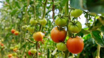 Master the Art of Mid-April Tomato Sowing for a Bountiful Harvest in 2023