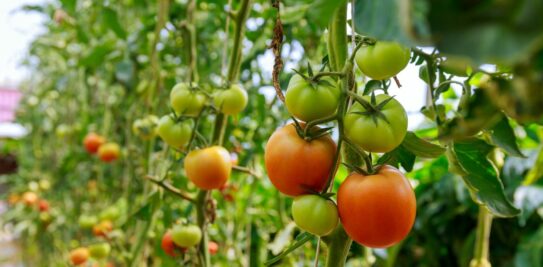 Master the Art of Mid-April Tomato Sowing for a Bountiful Harvest in 2023