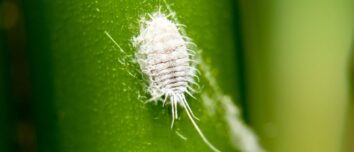 Scale Insects Be Gone: The Ultimate Natural Guide to Protecting Your Plants and Shrubs