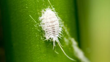 Scale Insects Be Gone: The Ultimate Natural Guide to Protecting Your Plants and Shrubs