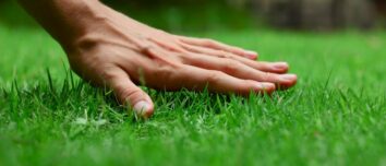 A Comprehensive Guide to Lawn Care: Everything You Need to Know