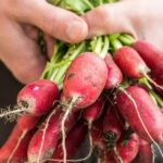 Mastering the Art of Radish Gardening: The Ultimate Guide to Sowing, Cultivating, Caring for, and Harvesting Radishes