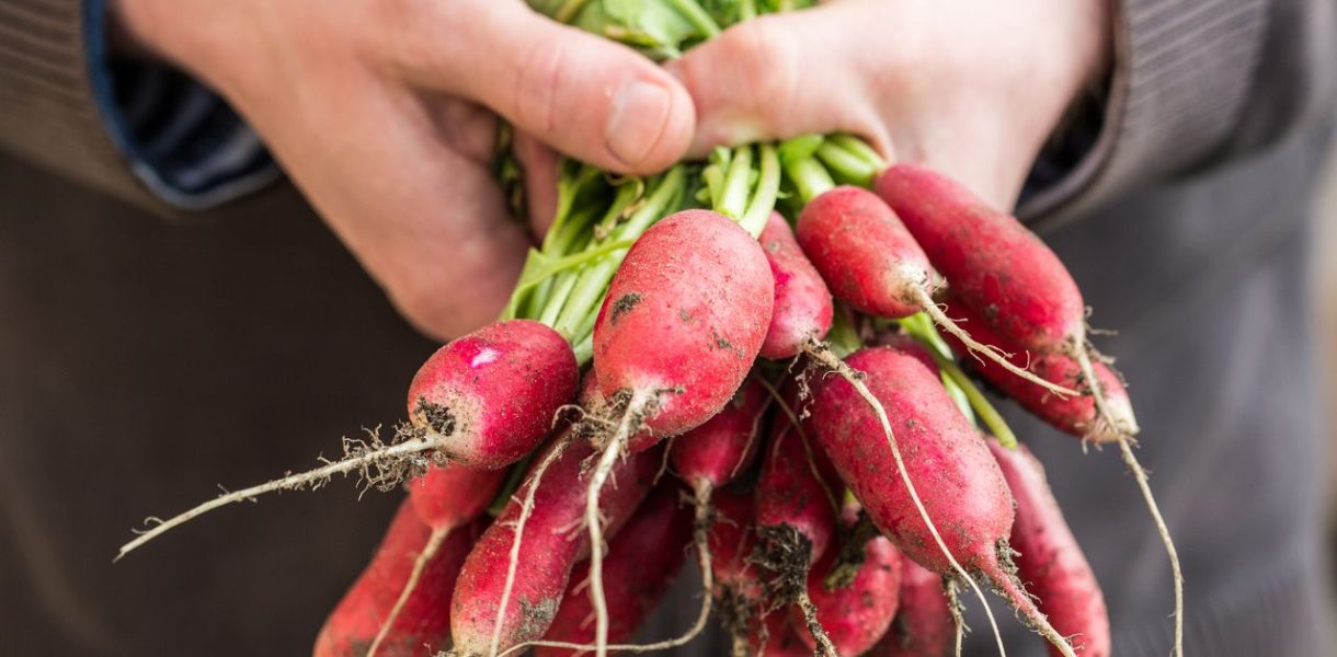 Mastering the Art of Radish Gardening The Ultimate Guide to Sowing