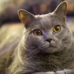 The Chartreux Cat Breed: A Gentle Soul with a Hardy Constitution