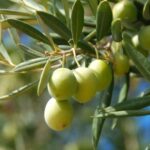 The Olive Tree Whisperer: A Comprehensive Guide to Caring for Your Olive Tree