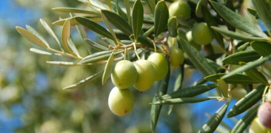 The Olive Tree Whisperer: A Comprehensive Guide to Caring for Your Olive Tree