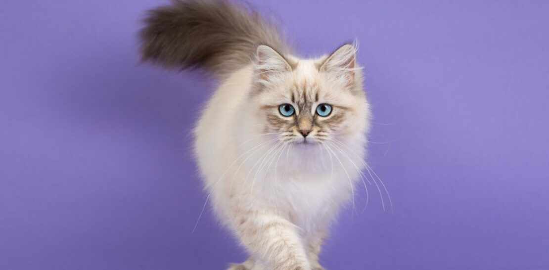 The Majestic Siberian Cat: Unraveling the Mysteries of This Enchanting Feline Breed