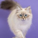 The Majestic Siberian Cat: Unraveling the Mysteries of This Enchanting Feline Breed
